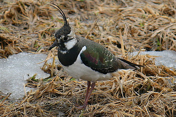 Kuvahaun tulos haulle töyhtöhyyppä