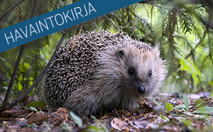 Havaintokirja