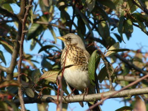 Kuva: Turdus pilaris / nottsexminer / WC