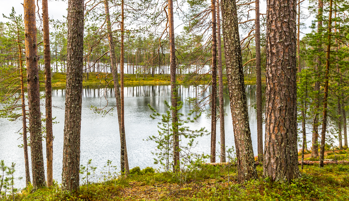 Mäntykangasta Hossassa.