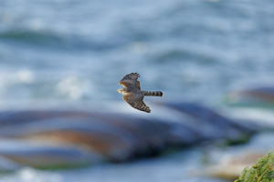 Varpushaukka on tavallinen näky syksyisillä muutontarkkailupaikoilla. Koko jutun kuvat: Dick Forsman