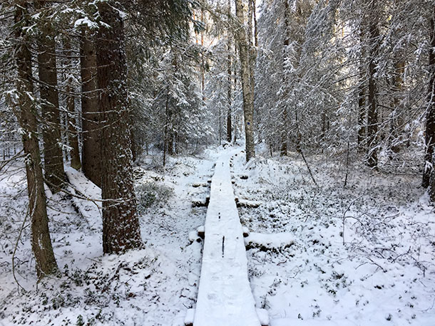 Aistireitillä pitkokset kuljettavat retkeilijää läpi metsien ja soiden. Kuva: Laura Salonen