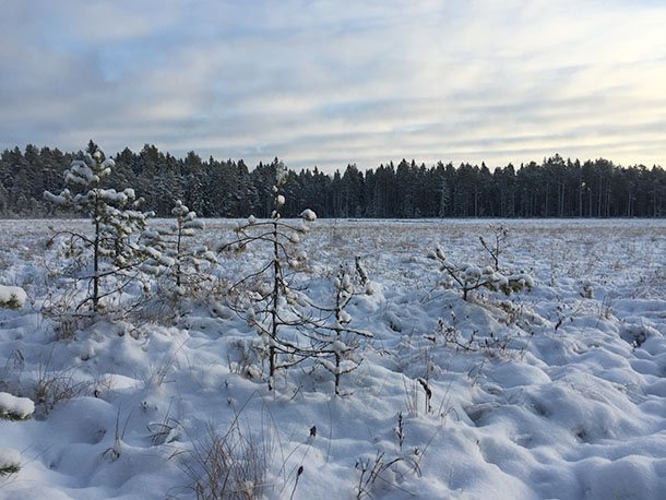 Aistireitti kohtaa Lystireitin lumisen Pahalammen rannalla.