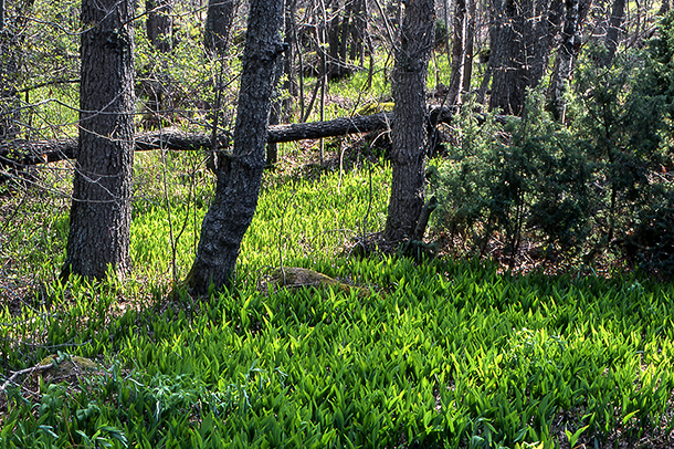 Ulko-Tammion sisäosissa on myös lehtomaista metsää. Kuva: Jorma Laurila